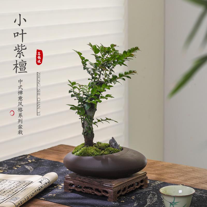 小叶紫檀盆景绿植盆栽室内办公室桌面花卉树苗植物老桩四季好养活