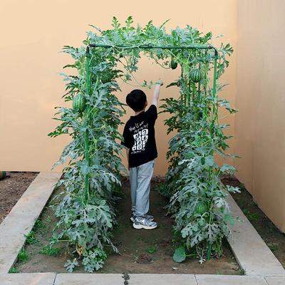 西瓜黄瓜豆角爬藤架葡萄架子四季豆花架丝瓜架植物瓜棚支撑杆架子