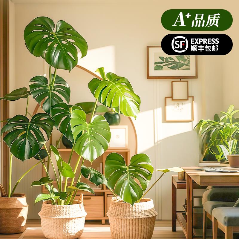 龟背芋客厅大盆栽绿植大叶老桩室内大型植物高级感落地禄植树好养