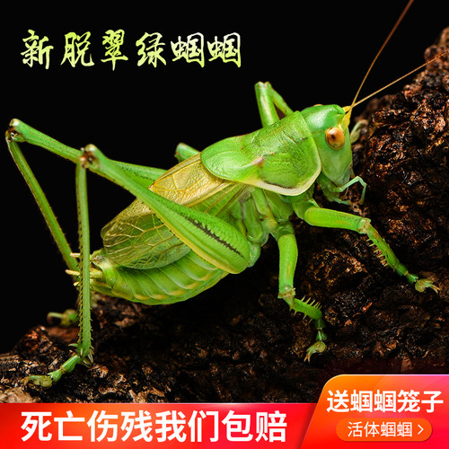 速发新脱蝈蝈活虫带蝈料饲子高端鸣虫过冬大蝈蝈郝建伟铁皮叫笼蝈