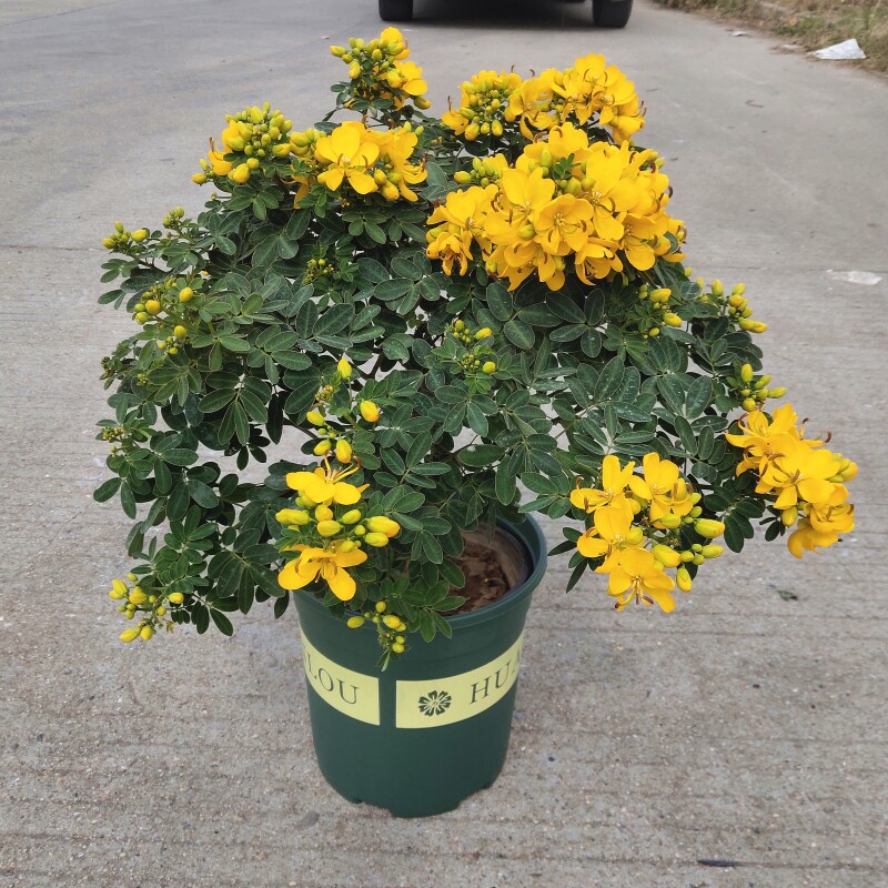 速发黄花梅盆栽花苗黄槐决明植物花苞满满耐寒耐冻庭院盆长金期栽