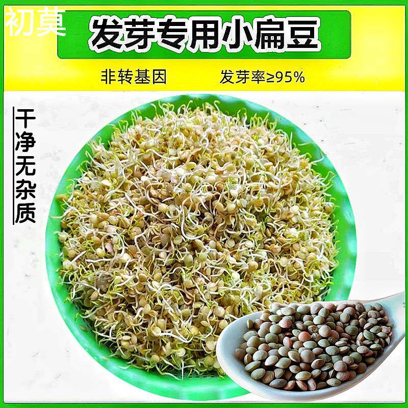 发芽专用小扁豆甘肃特产农家高原金豌豆兵豆绿扁豆五谷杂粮扁豆子