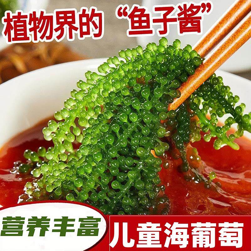 儿童海葡萄即食绿色鱼子酱泡发网红小孩吃的零食新鲜盐渍官方旗舰