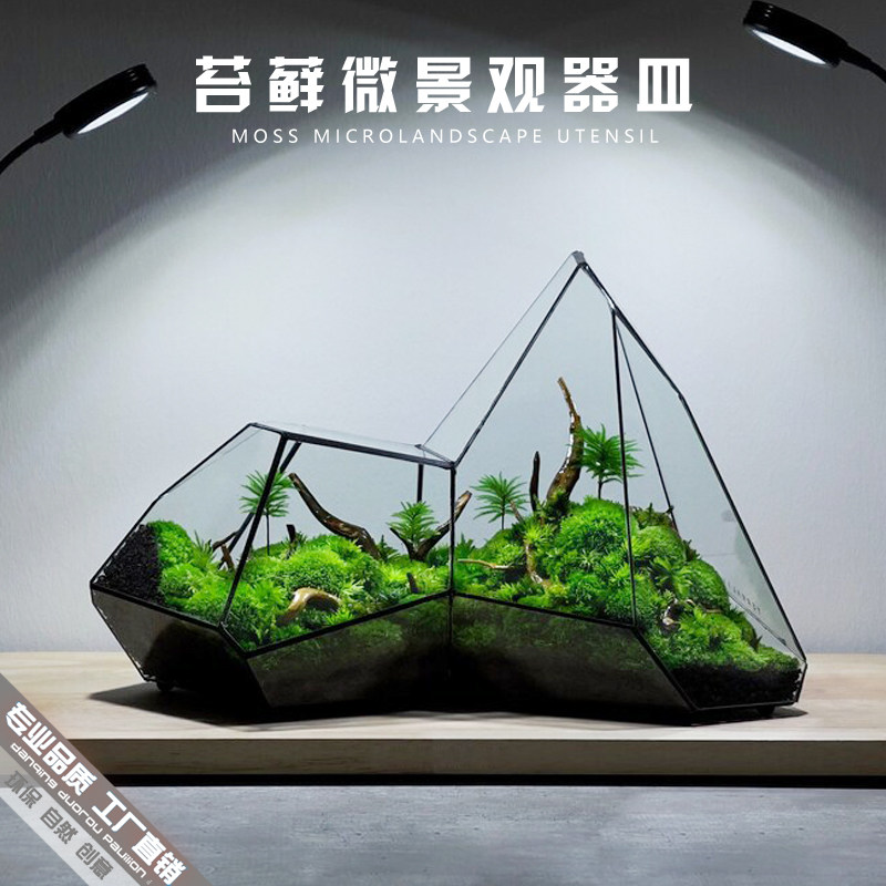 生态瓶青苔苔藓微景观绿植物盆栽几何玻璃J花房diy造盆景桌面摆件