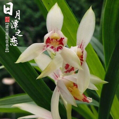 建兰日月潭之恋夏秋带花苞老种四C季兰花苗室内喜阴花卉绿植物浓