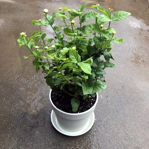 独杆虎头茉莉花大苗盆栽浓香花卉室内带花苞N绿植笔尖茉莉阳台四