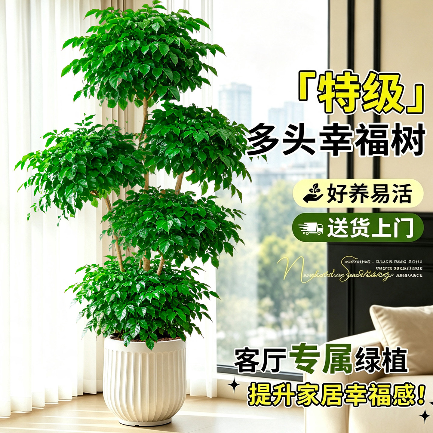 幸福树客厅大盆栽老桩造型高端绿植室内大型植物摆件旺宅盆景好养