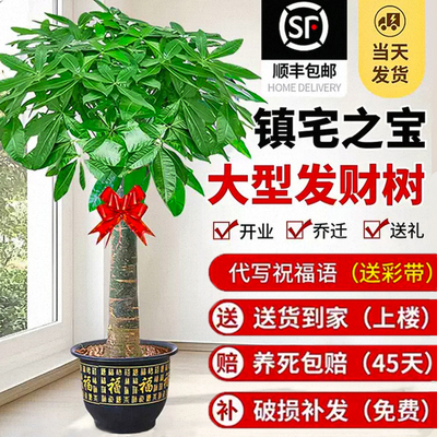 发财树客厅大盆栽室内大型绿植好养旺宅树办公室乔迁开业送礼植物