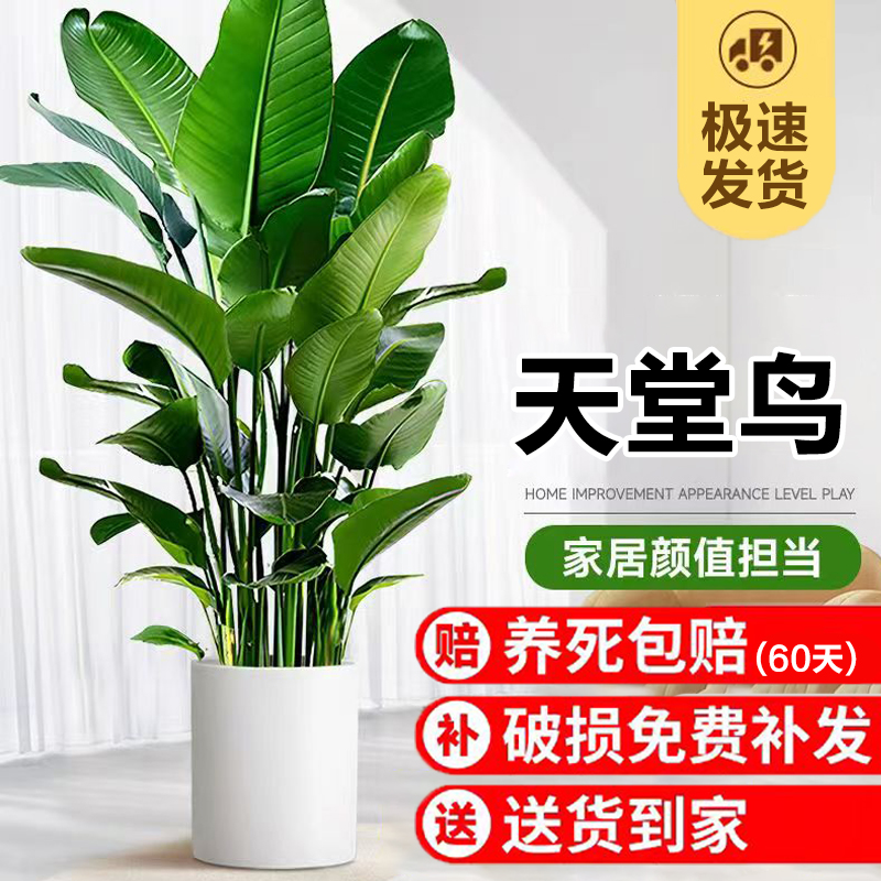 天堂鸟绿植盆栽新家客厅四季常青大型植物办公室内大叶鹤望兰盆景