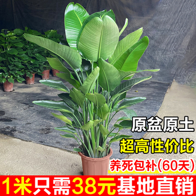 天堂鸟绿植高级感客厅大型盆栽办公室内真树植物好养鹤望兰龟背竹
