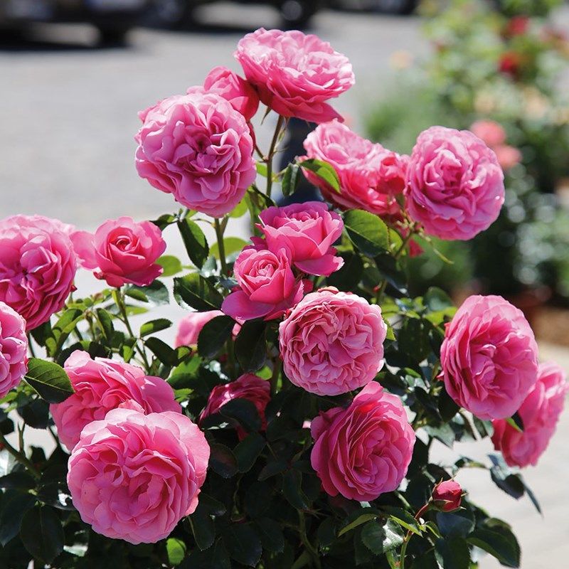 粉色达芬奇藤g本月季花苗粉达庭院阳台盆栽爬藤植物蔷薇花苗玫瑰,鲜花速递/花卉仿真/绿植园艺,月季/蔷薇/玫瑰,淘宝优惠券,粉丝福利购,淘宝优惠卷