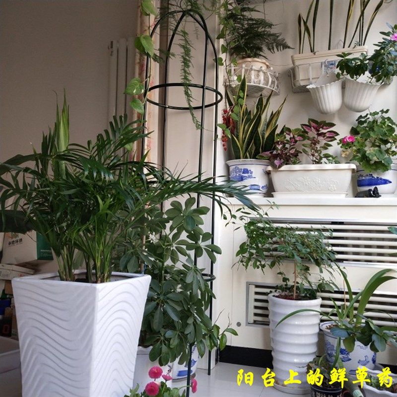 圆柱爬藤架铁艺圆柱花架铁制花支架爬藤架藤月铁线莲X柱形花架户,鲜花速递/花卉仿真/绿植园艺,花架,淘宝优惠券,粉丝福利购,淘宝优惠卷