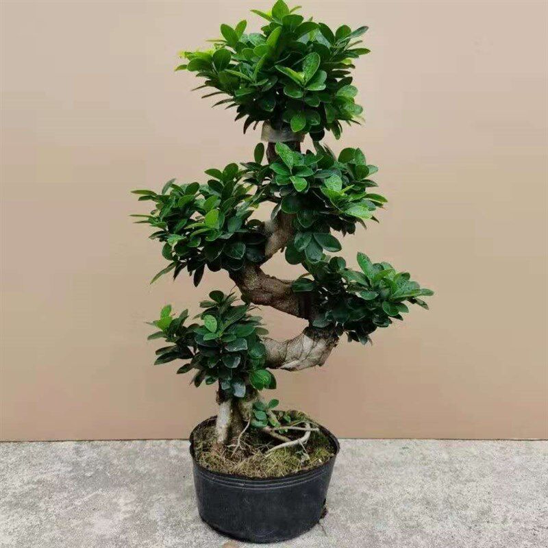 榕树盆景大号八字榕人参榕盆x栽室内客厅四季常青植物好养易活绿