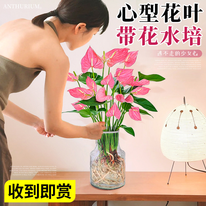 速发粉掌盆栽室花无土纯水培植物办公带内外好养桌面植绿物四季开