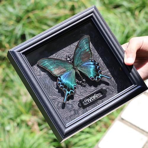 绿带翠凤蝶真蝴蝶标本相框摆件教师节七夕创意生日礼物送老师成品