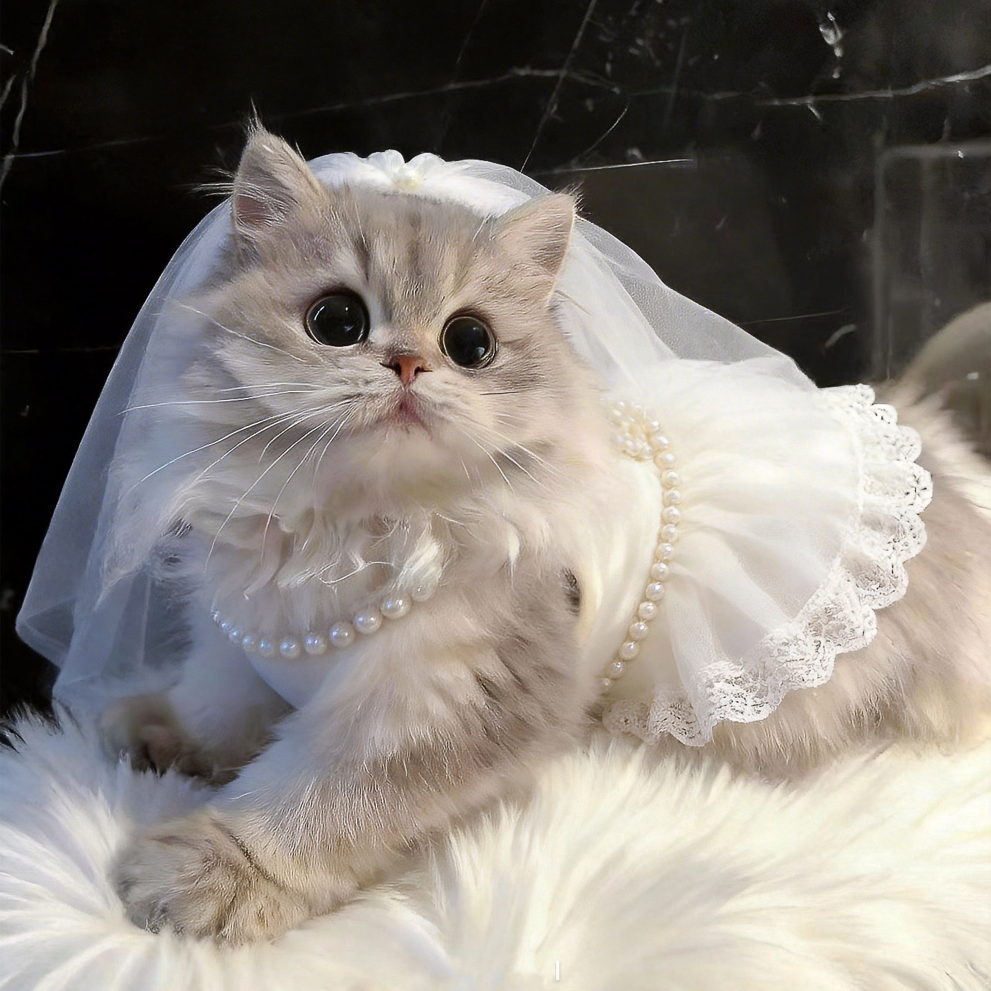 宠物公主裙猫咪婚纱礼服裙布偶蓝猫蓬蓬纱裙比熊小狗春夏薄款衣服