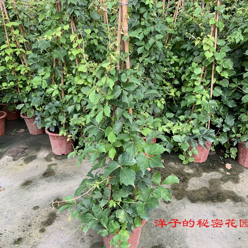爬墙虎爬藤植物大苗壁挂常青花园庭院四季造景爬山虎藤蔓攀援美观
