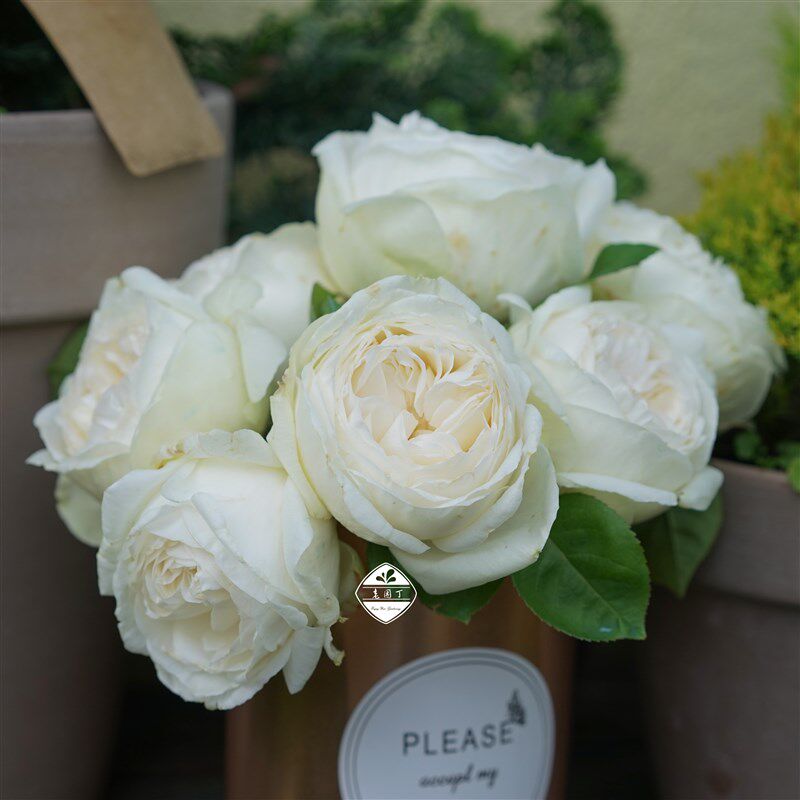 婚礼之路天鹅古董 切花月季 白色仙气直立紧凑 老园丁庭院盆栽