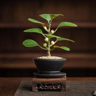 菩提树禅意盆栽新中式 书房茶室办公室好养观叶果盆景净化空气绿植