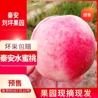 秦安水蜜桃现摘新鲜当季水果整箱甘肃天水北京七号甜脆桃子礼盒装