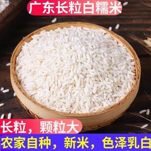 广东糯米新米农家自产白长粒江籼米泰国糯米专用饭团包粽子