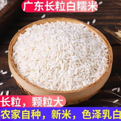 广东糯米新米农家自产白长粒江籼米泰国糯米专用饭团包粽子
