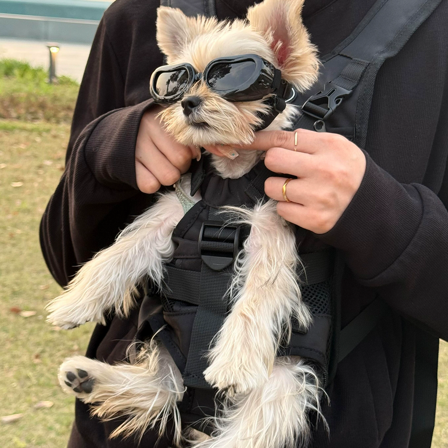 狗狗背带宠物外出骑行猫咪专用