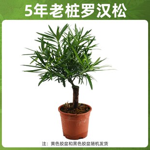 黄缘龟专用缸造景绿植乌龟生态缸环境植物半水龟安缘饲养箱配件