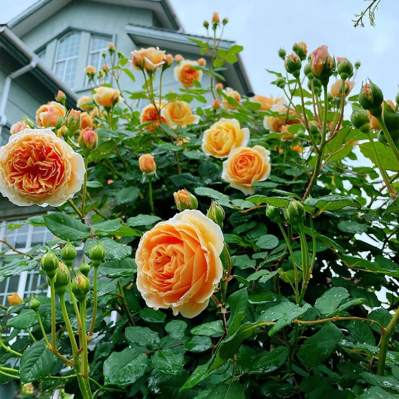玛格丽特王妃藤本月季花大苗特大花浓香蔷薇花苗玫瑰四季庭院爬藤