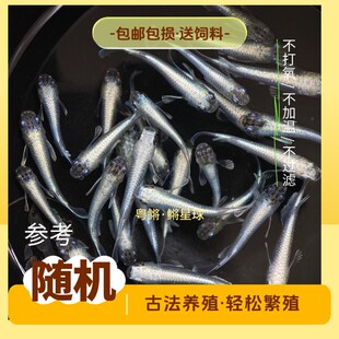 观背青鳉短鳍天使之翼练手鱼新手桌面观赏鱼造景迷你锦鲤