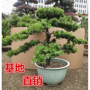 大型罗汉松盆栽树桩四季常青庭院大树别墅盆景金钻迎客松室外绿植