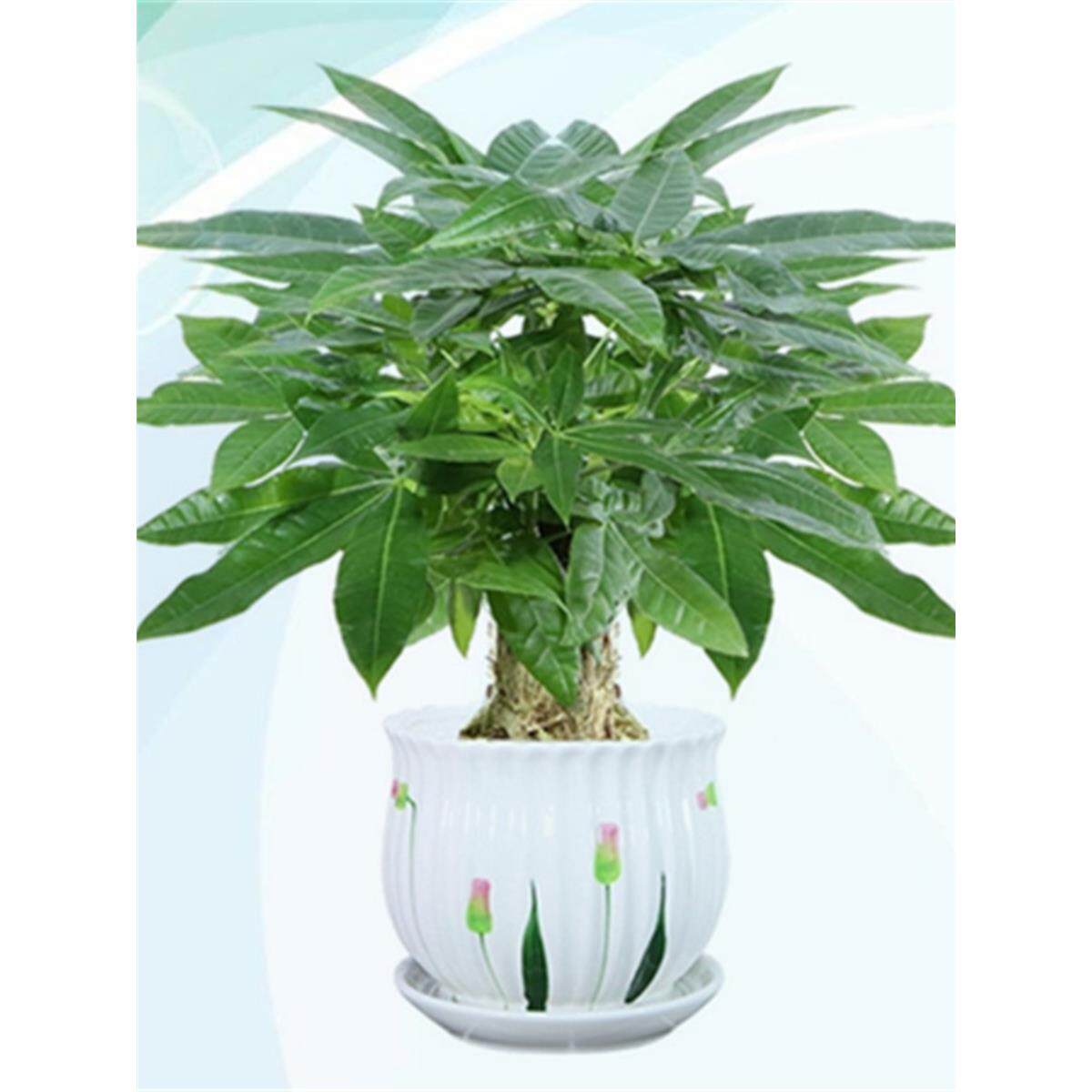 家庭发财树盆栽室内植物绿植客厅旺宅八方来单株棵办公室好养花盆