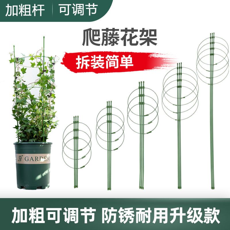 月季花架室内爬藤支撑架图片