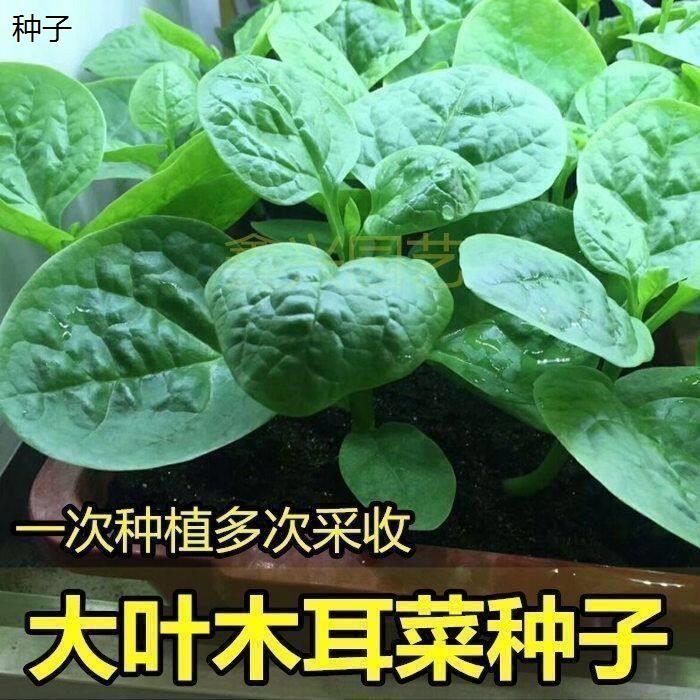 木耳菜大圆叶爬藤木耳菜农家自种豆腐菜大88vip2元好物包邮0.01