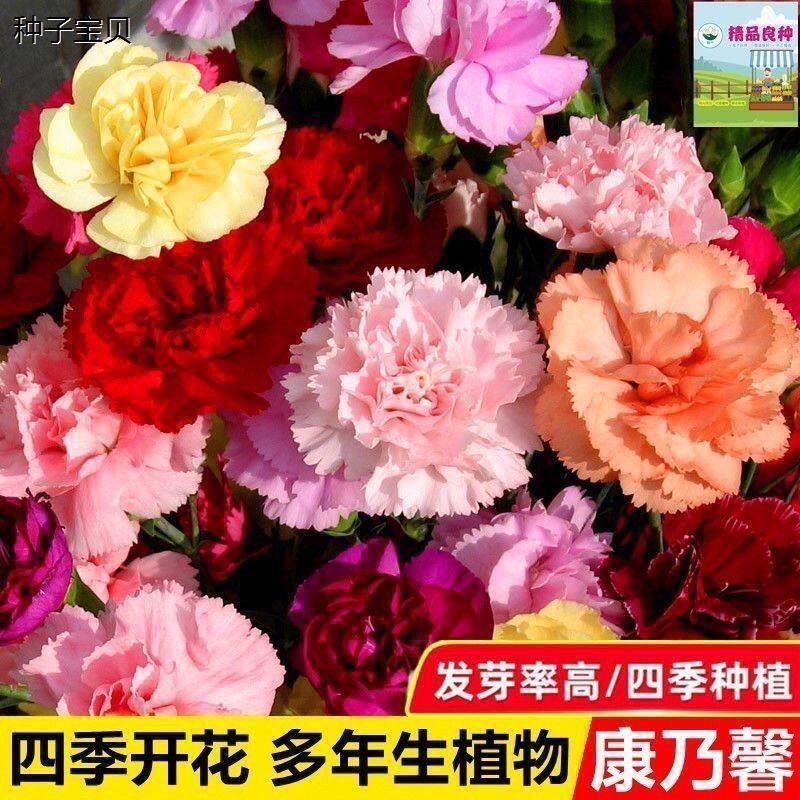 重瓣康乃馨种子易种活花图片