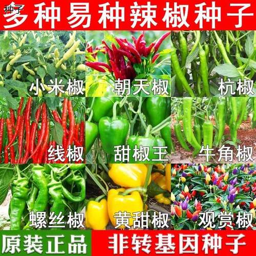 四季辣椒种子大全七彩籽