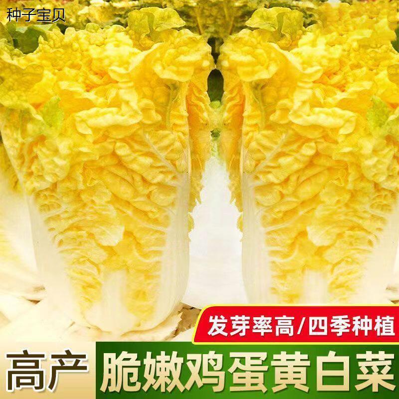 鸡蛋黄奶油大白菜种子真