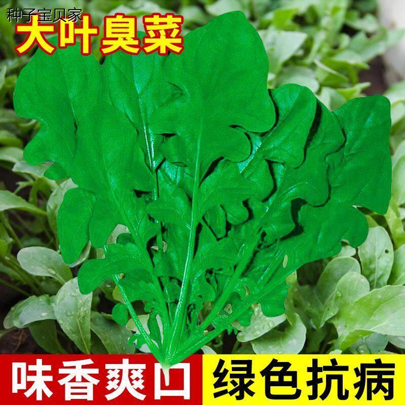 大叶臭菜种子东北小芝麻