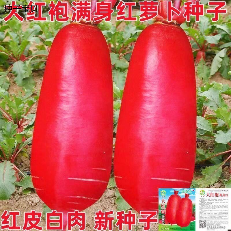 满身红大红袍萝卜种子大红萝卜种籽红皮白肉萝卜春秋田园蔬菜种子