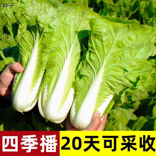 奶油快菜种子小白籽四季