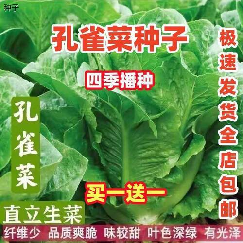 孔雀菜不生虫不打药生吃