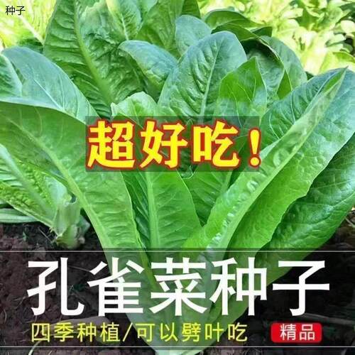 孔雀菜不生虫不打药生吃