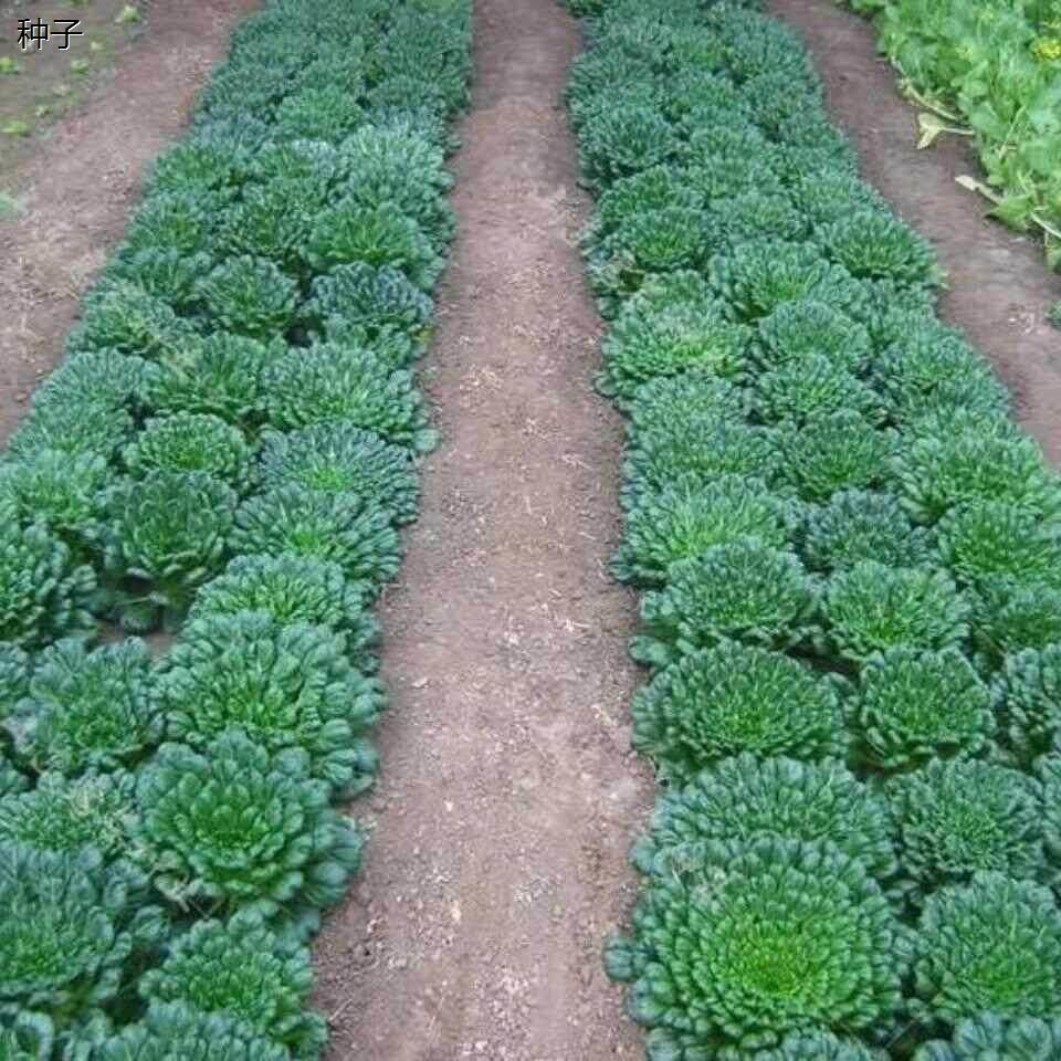 乌塌菜好吃高钙保健蔬菜