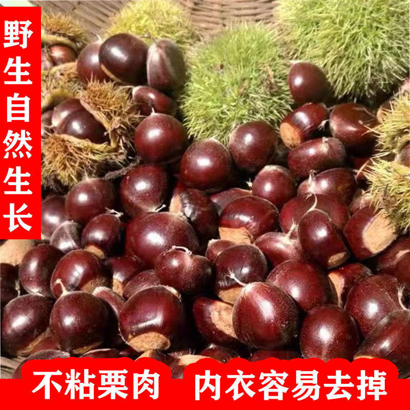 2024野生小板栗 毛栗子 小油栗新鲜生毛栗子山栗子河北迁西批发