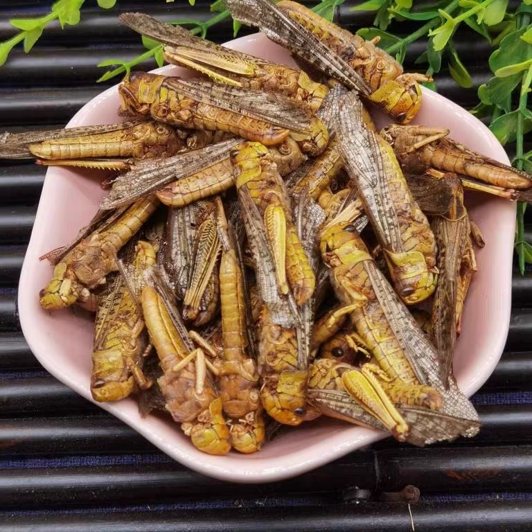 优选蚂蚱干货蚂蚱批发烘干蚂蚱 蚂蚱干蝗虫干蚱蜢干鸟食饲料