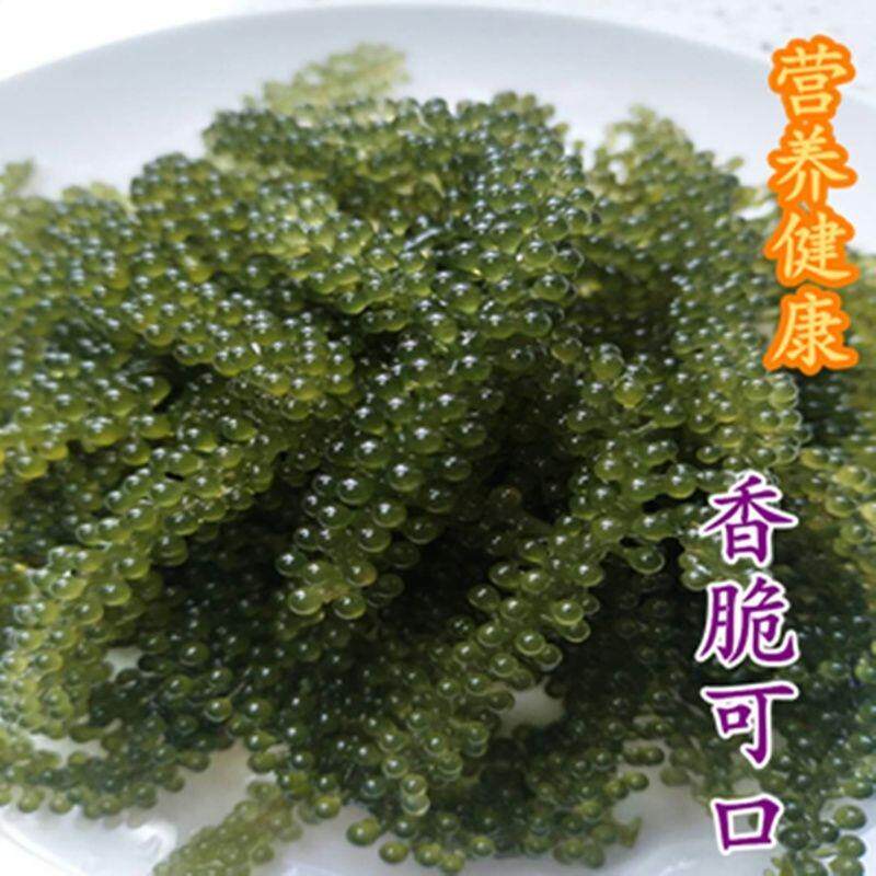 新鲜海葡萄长寿菜海藻菜海菜寿司绿色鱼子酱100g