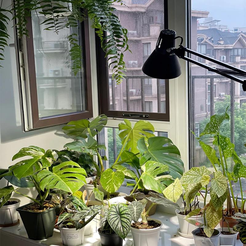 植物补光灯多肉上色古法鱼缸爆藻仿太阳光室内绿植家用落地生长灯