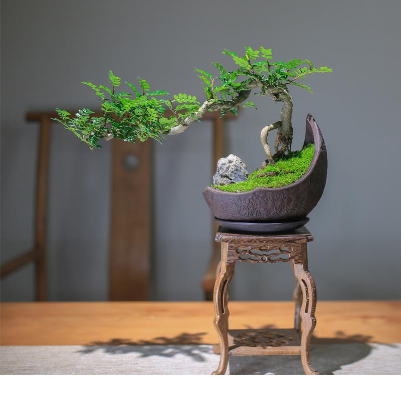 胡椒木雀梅老桩盆景室内盆栽植物禅意茶桌造景摆件桌面绿植旺宅