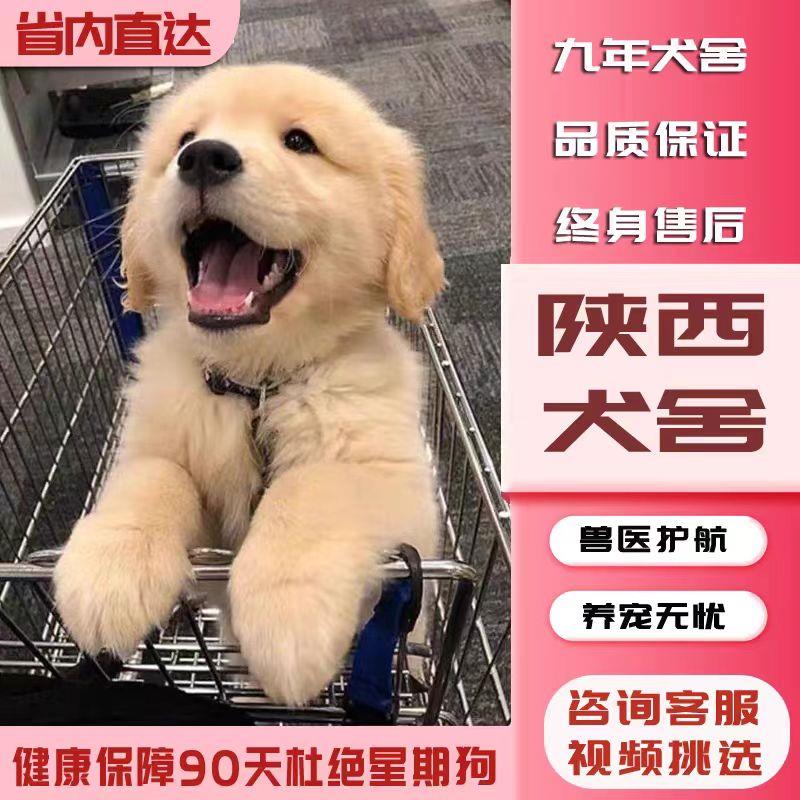 【陕西犬舍】金毛幼犬赛级纯种宠物狗活幼体小狗动物活的活物训练