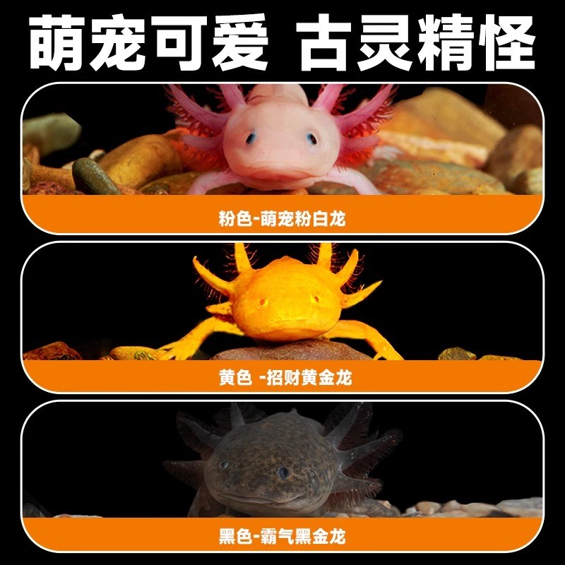 现货速发六角恐龙鱼蝾螈冷水鱼美西螈鱼六角龙淡水好养观赏鱼